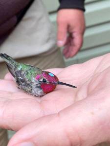 Photo by T. Eskelin, USFWS
The banded Annas hummingbird is being released and flew away seconds after the photo was taken.