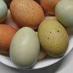 Photo courtesy Susan Johnson
Six of One, a photograph by Susan Johnson on display in her exhibit Fruits of our Labor at Homer Council on the Arts through October.