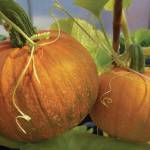 Hanging Pumpkins, a photograph by Susan Johnson on display in her exhibit Fruits of our Labor at Homer Council on the Arts through October. (Photo courtesy Susan Johnson)