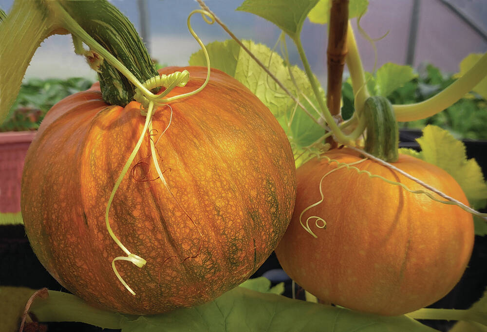 Hanging Pumpkins, a photograph by Susan Johnson on display in her exhibit Fruits of our Labor at Homer Council on the Arts through October. (Photo courtesy Susan Johnson)