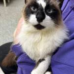 Markus, 5.5 year old male. Photo courtesy of Homer Animal Shelter