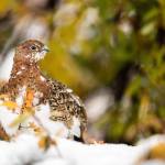 Willow Ptarmigan, a photograph by Joey Hassler is on display in his exhibit at Grace Ridge Brewing through the month of November. Photo provided by Grace Ridge Brewing