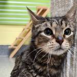Peewee, two-year-old male. Photo courtesy Homer Animal Shelter