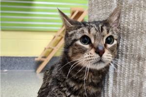 Peewee, two-year-old male. Photo courtesy Homer Animal Shelter