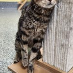 Peewee, two-year-old male. Photo courtesy Homer Animal Shelter