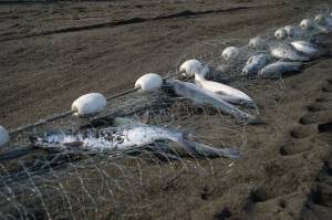 Sockeye salmon are caught in a set gillnet at a test site for selective harvest setnet gear in Kenai, Alaska, on Tuesday, July 25, 2023. (Jake Dye/Peninsula Clarion)