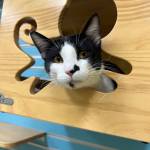 Feo, three-year-old male. Photo courtesy of Homer Animal Shelter