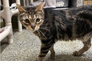 Peewee, two-year-old male. Photo courtesy of Homer Animal Shelter