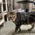 Peewee, two-year-old male. Photo courtesy of Homer Animal Shelter