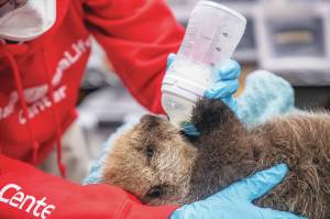 Photo courtesy Peter Sculli/Alaska SeaLife Center
A newly rescued sea otter pup receives care from the Alaska SeaLife Centers Wildlife Response Program in Seward on Oct. 31.