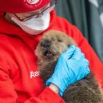 A newly rescued sea otter pup receives care from the Alaska SeaLife Centers Wildlife Response Program in Seward, Alaska, on Tuesday, Oct. 31, 2023. (Photo courtesy Peter Sculli/Alaska SeaLife Center)