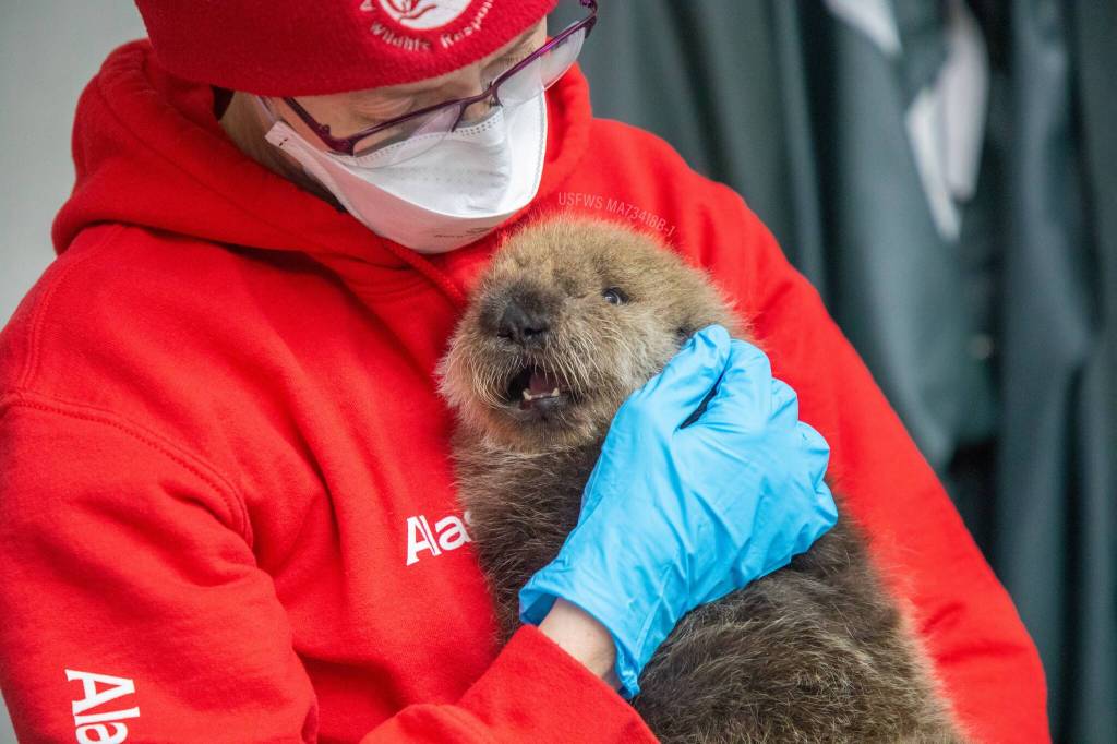 A newly rescued sea otter pup receives care from the Alaska SeaLife Centers Wildlife Response Program in Seward, Alaska, on Tuesday, Oct. 31, 2023. (Photo courtesy Peter Sculli/Alaska SeaLife Center)