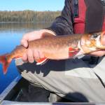 A male arctic char (Salvelinus alpinus) caught by USFWS volunteer Ethan Bowser at Lake No. 20 A, an unnamed lake off of Swan Lake Road on the Kenai National Wildlife Refuge, on Sept. 26, 2023. Arctic char had not previously been reported from this lake. (Photo by Matt Bowser/USFWS)
