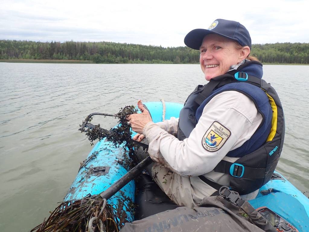 Friends of Alaska National Wildlife Refuges volunteer Beth Sullivan surveys for the invasive plant elodea at Campfire Lake on the Kenai National Wildlife Refuge on Aug. 30, 2023. Here she pulled up a rake full of star duckweed (Lemna trisulca). (Photo by Matt Bowser/USFWS)