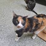 Buffy, 2.5-year-old female. Photo courtesy of Homer Animal Shelter