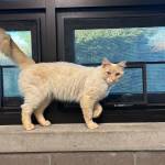 Mango, 1-year-old male. Photo courtesy of Homer Animal Shelter