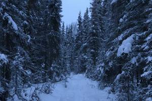 Photo by Jeff Helminiak/Peninsula Clarion
Spruce trees are dusted with snow on Dec. 22, 2020, in the Kenai National Wildlife Refuge near Soldotna, Alaska. Some areas of the refuge are open to harvest of holiday trees for non-commercial uses beginning Thanksgiving.