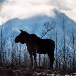 Young samplings are better than a muffin to this moose on the Kenai National Wildlife Refuge. (Photo by Colin Canterbury/USFWS)