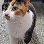 Domino, 2.5-year-old female. Photo courtesy Homer Animal Shelter