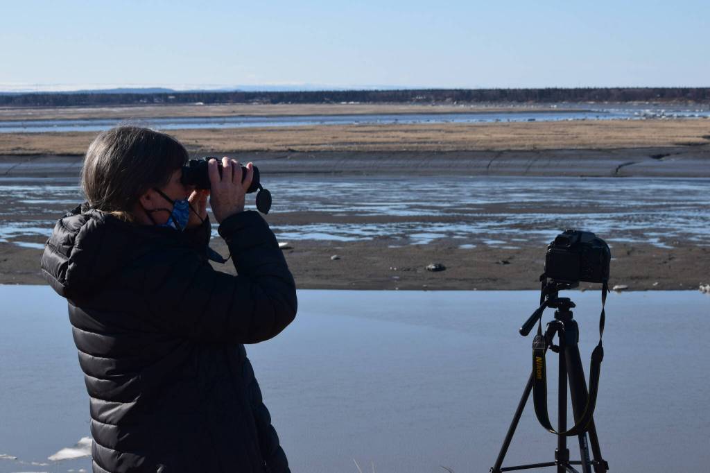 Teresa Becher watches as beluga whales swim up the Kenai River on Saturday, April 24, 2021. She and her volunteer team monitor belugas in the Cook Inlet. (Camille Botello/Peninsula Clarion file)