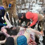 Jesse Bjorkman guides students in skinning a moose on an educational moose hunt in Nikiski, Alaska, on Saturday, Dec. 2, 2023. (Photo provided by Jesse Bjorkman)