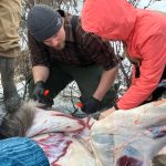 Jesse Bjorkman guides students in skinning a moose on an educational moose hunt in Nikiski, Alaska, on Saturday, Dec. 2, 2023. (Photo provided by Jesse Bjorkman)