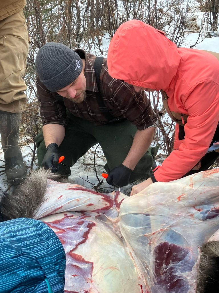 Jesse Bjorkman guides students in skinning a moose on an educational moose hunt in Nikiski, Alaska, on Saturday, Dec. 2, 2023. (Photo provided by Jesse Bjorkman)