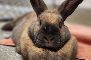 Olive, female bunny. Photo courtesy of Homer Animal Shelter