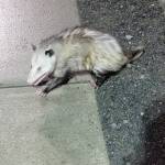 Photo by Homer Police Department
Grubby the Virginia opossum is captured by Homer Police officer Taylor Crowder on Wednesday, May 24.