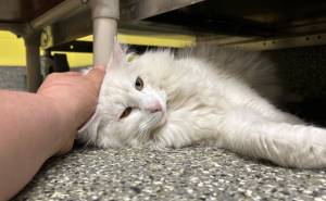 Chance, 3-year-old male. Photo courtesy of Homer Animal Shelter