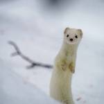 Colin Canterbury/FWS
Many of the wildlife on the Kenai National Wildlife Refuge, including snowshoe hare, ermine, and ptarmigan, adapt and change with the seasons