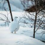 Colin Canterbury/FWS
Many of the wildlife on the Kenai National Wildlife Refuge, including snowshoe hare, ermine, and ptarmigan, adapt and change with the seasons.
