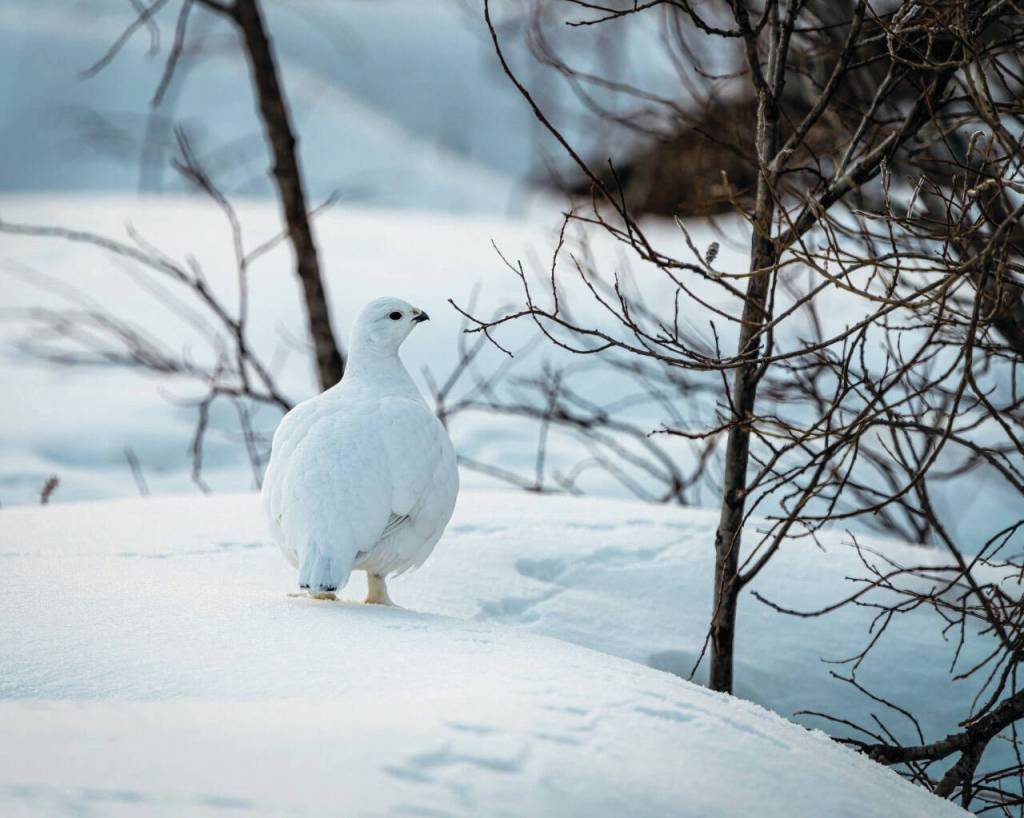 Colin Canterbury/FWS
Many of the wildlife on the Kenai National Wildlife Refuge, including snowshoe hare, ermine, and ptarmigan, adapt and change with the seasons.