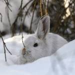 Colin Canterbury/FWS
Many of the wildlife on the Kenai National Wildlife Refuge, including snowshoe hare, ermine, and ptarmigan, adapt and change with the seasons.