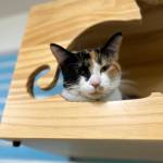 Domino, 2.5-year-old female. Photo courtesy of Homer Animal Shelter