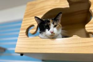 Domino, 2.5-year-old female. Photo courtesy of Homer Animal Shelter