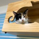 Domino, 2.5-year-old female. Photo courtesy of Homer Animal Shelter