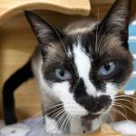 Onyx, 1.5-year-old female. Photo courtesy of Homer Animal Shelter