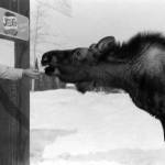 Cheechako News photo courtesy of the KPC historical photo archive
Don Wilson feeds a pet moose from the door of his first Soldotna grocery store, circa 1950s.