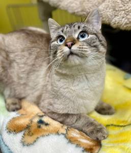 Jeffrey, two-year-old male. Photo courtesy of Homer Animal Shelter