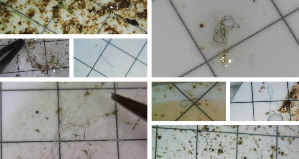 Microplastics are found under the microscope in samples taken by Dyani Chapman and Joi Gross from multiple locations across Southcentral Alaska in the summer of 2023. Photo provided by Dyani Chapman