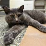 Meadow, three-year-old female. Photo courtesy of Homer Animal Shelter