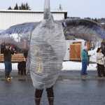 A Krewe of Gambrinus member wears a sandhill crane costume in the 70th annual Homer Winter Carnival Parade on Pioneer Avenue on Saturday, Feb. 10, 2024 in Homer, Alaska. (Delcenia Cosman/Homer News)
