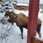 Delcenia Cosman/Homer News
A pair of moose trim the rose bushes in front of the Homer News office on Tuesday, Feb. 6.<ins>, 2024 in Homer, Alaska</ins>