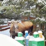 Callie Steinberg/Homer News
A moose peeks out from behind old newsracks at the Homer News office on Tuesday, Feb. 6.<ins>, 2024 in Homer, Alaska</ins>