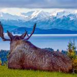 "Contemplating Moose," a photograph taken by David Veith in Homer in 2021, is one of several on display in his solo exhibit at Grace Ridge Brewing Company through February. Photo provided by David Veith