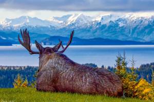 "Contemplating Moose," a photograph taken by David Veith in Homer in 2021, is one of several on display in his solo exhibit at Grace Ridge Brewing Company through February. Photo provided by David Veith