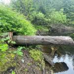 Photo by Sarah Apsens/USFWS
Example of a culvert blocked by natural materials on Port Graham Road.