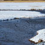 Ducks swim in a thawed part of the Beluga Slough on Saturday, Feb. 24, 2024 in Homer, Alaska. (Delcenia Cosman/Homer News)
