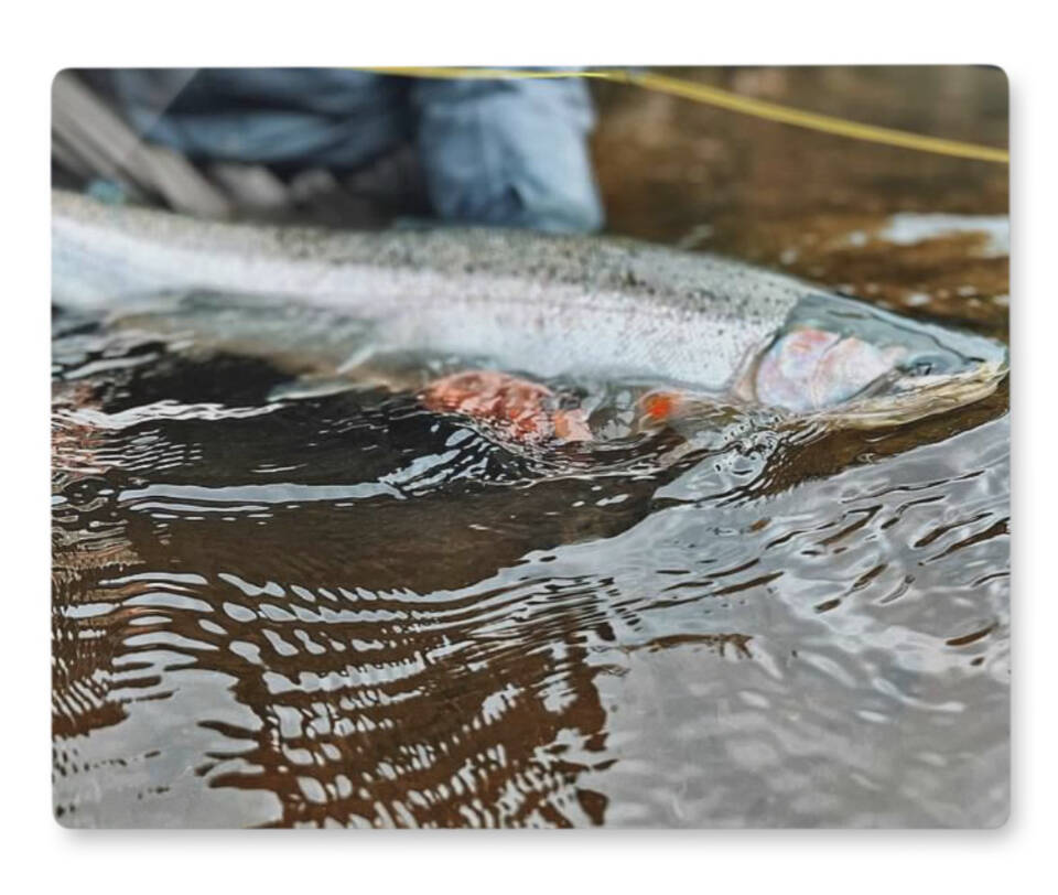Steelhead Trout, a photograph by Katie Martin, is on display at Grace Ridge Brewing through March. Photo provided by Grace Ridge Brewing